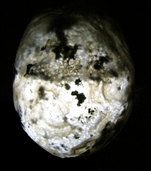 Quartz Var. Agate Enhydro Geode (rough and cut) from Rio Grande Del Sur, Brazil [db_pics/pics/agate3d.jpg]