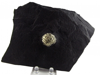 Pyrite in Shale from Pilbara, Western Australia, Australia [db_pics/pics/pyrite1c.jpg]