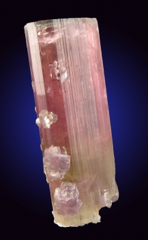 Tourmaline Var. Bi-Color Elbaite with Lepidolite from Himalaya Mine, Mesa Grande, San Diego County, California [db_pics/pics/tourm28e.jpg]