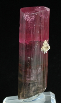 Tourmaline Var. Bi color Elbaite from Himalaya Mine, Mesa Grande, San Diego Co., California [db_pics/pics/tourm53b.jpg]