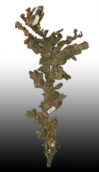 Native Copper with Barite from White Pine Mine, SW Ore Body, White Pine, Ontonogan Co., Michigan [db_pics/pics/copper6b.jpg]