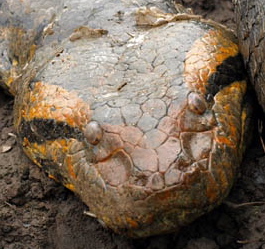 Gold from Near Santa Elena, Venezuela [db_pics/pics/gold4b.jpg]