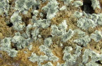 Kottigite on Limonite from Ojuela Mine, Mapimi, Durango, Mexico [db_pics/pics/kott1c.jpg]