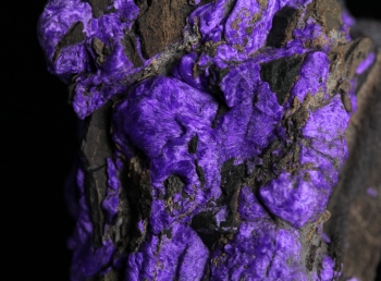 Sugilite with Aegerine from N'Chwanning III Mine, Kalahari manganese fields, Republic of South Africa [db_pics/pics/sugilite2b.jpg]