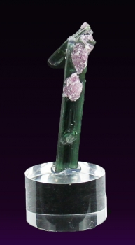 Tourmaline var. Indicolite with Lepidolite from Santa Rosa Mine, Itambacuri, Brazil [db_pics/pics/tourm51b.jpg]